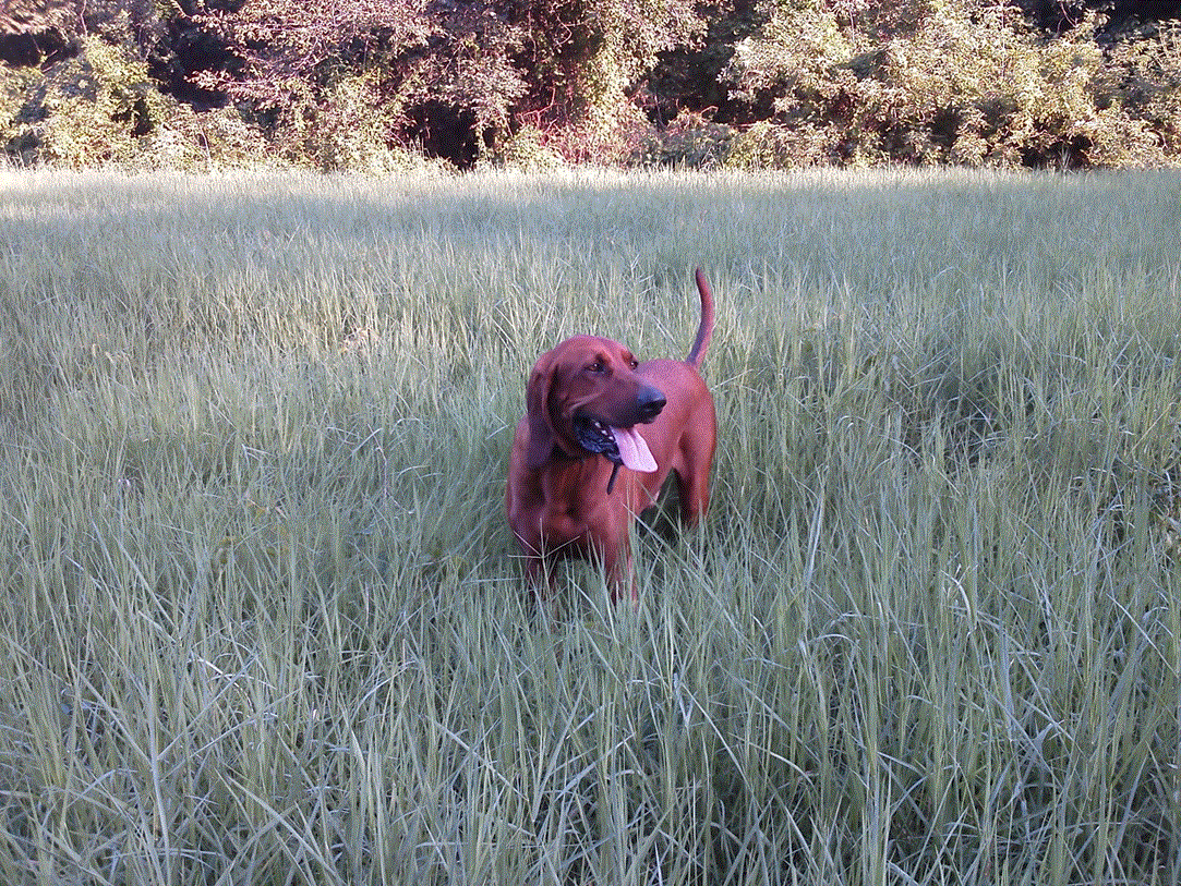 Rusty in the Hay Meadow.gif
